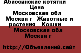 Абиссинские котятки  waildnait › Цена ­ 12 000 - Московская обл., Москва г. Животные и растения » Кошки   . Московская обл.,Москва г.